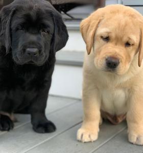 KC Registered Labrador Puppies