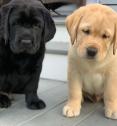 KC Registered Labrador Puppies in Nottingham