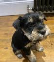 Miniature German Schnauzer puppies in Dungannon