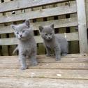 Purebred Russian Blue Kittens Available N Ready To Go in Dartford