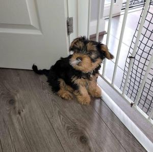 Stunning mini Yorkie pups ready now