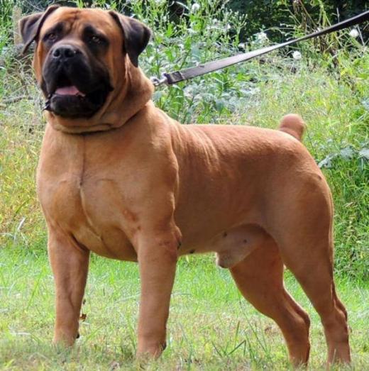 Boerboel Dogs Or Puppies For Sale In Brackley Sparkhill Pets Kwazulu   Boerboel 