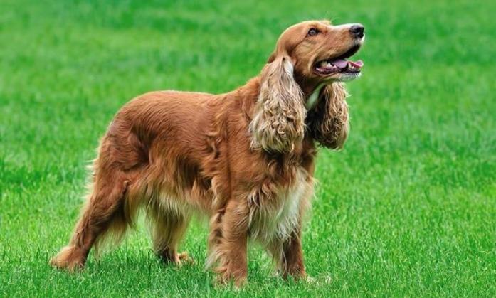 Cocker Spaniel