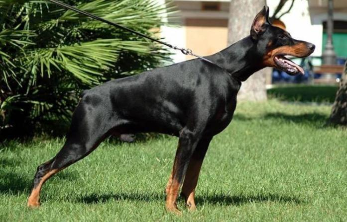 Doberman