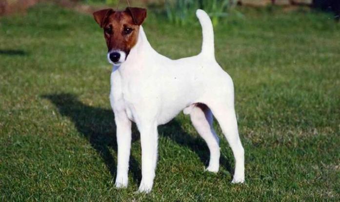 Fox Terrier