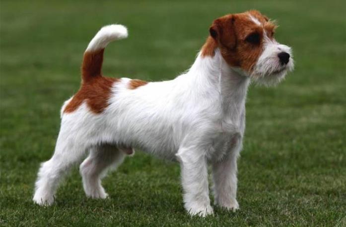 Jack Russell