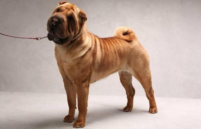 Shar Pei