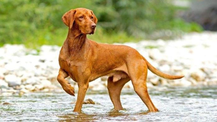 Hungarian Vizsla